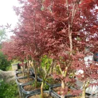 نهال وگل گیاه|خدمات باغبانی و درختکاری|محمدیه-قزوین, |دیوار