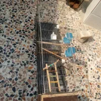 فروش  دو تا قفس نو حرفه ای برای جفت گیری
