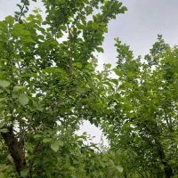 نیروی مجرب باغبان