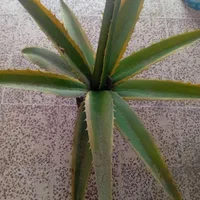 درخچه موز مصنوعی و آلوئه ورا