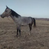 اسب مادیان کرد  فروشی
