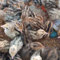 جوجه بلدرچین