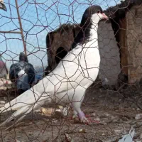 پرنده|پرنده|شیروان (خراسان), |دیوار