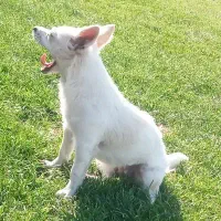 واگذاری سگ|سگ|فولادشهر, C4|دیوار