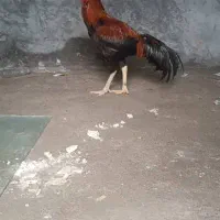 خروس|حیوانات مزرعه|میناب, |دیوار