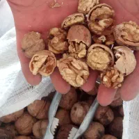 گردو سفید کیلو 430