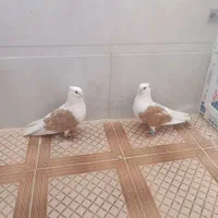۷ تا کبوتر دوکت