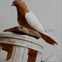 سینه زرد و بحرینی