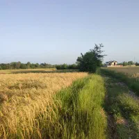 شالیزار سنتی۱۱۳۳متری|فروش دفتر صنعتی، کشاورزی، تجاری|رشت, گلسار|دیوار