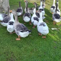 غاز محلی و نمایی