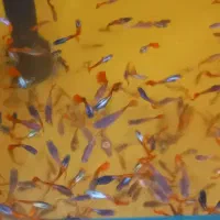 ماهی گوپی|ماهی|کرج, کوی کارمندان شمالی|دیوار