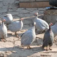 خروس اردک مرغ شاخدار