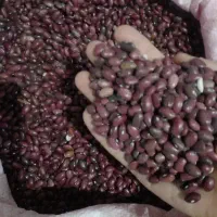 لوبیا قرمز