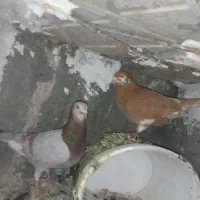 کلاغ کربلایی کارل میولمنز سار معاوضه مرغ و جوجه
