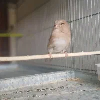 قناری کرست|پرنده|فرخ‌شهر, |دیوار