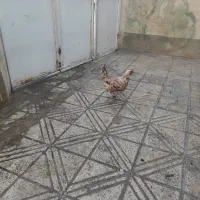 مرغ گلین درجه ۱
