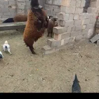 بره قوچی همو