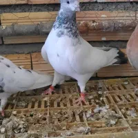 پرشی|پرنده|لالجین, |دیوار