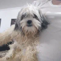 یک عدد سگ توله سه ونیم ماهه شیت سوپر فلت کوچک ریز