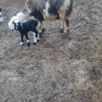 میش بره دار|حیوانات مزرعه|درودزن, |دیوار