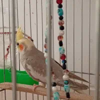 جوجه عروس هلندی|پرنده|خمینیشهر, |دیوار