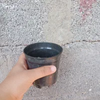 حراج گلدون|گل و گیاه طبیعی|بندر دیر, |دیوار