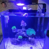 آکواریوم آب شور آبشور با لوازم و ماهی و ریف