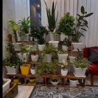 مشاور تخصصی گیاهان زینتی و اپارتمانی و کشت عمده