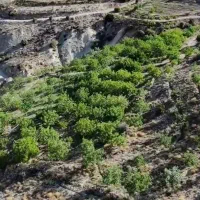 فروش-باغ-گردو