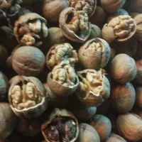 گردو تویسرکان