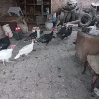 فروش تعدادی بوقلمون نر ماده برنز|حیوانات مزرعه|شاهدشهر, |دیوار