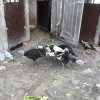 بوقلمون ماده