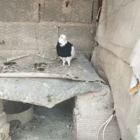 جوجه طوقی سیاه