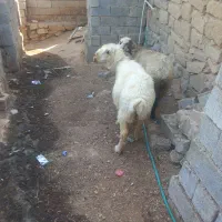 میش داشتی