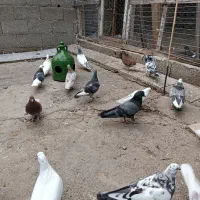 کبوتر پرشی.جفتی