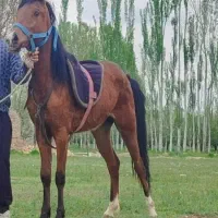 اسب|اسب و تجهیزات اسب‌سواری|سلماس, |دیوار