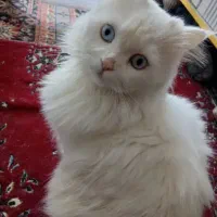 گربه زیبا پرشین