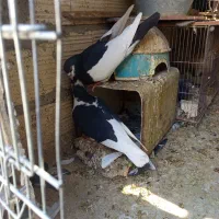 کبوتر یال دم نر .ماده پشتی|پرنده|شیراز, شیخ علی چوپان|دیوار