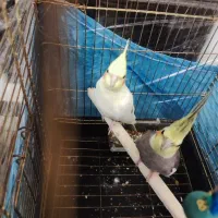 عروس هلندی مولد و سخنگو