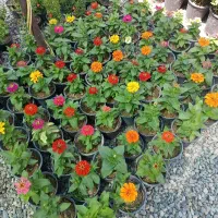 گلهای باغچه ای و بالکنی