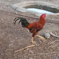 خروس چابهاری