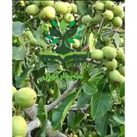 نهال گردو پیوندی چندلر گلدانی(سبزوار نهال)|گل و گیاه طبیعی|سبزوار, کهنه آب|دیوار