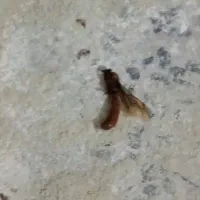 سم پاشی موریانه زدایی آریاگستر،(حسنوند) تضمینی