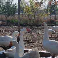 فروش تخم قوغاز چینی سنکین وزن|حیوانات مزرعه|اردبیل, |دیوار