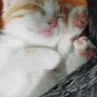 گربه ماده3ماهه