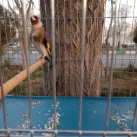 شاه سهره بهاره کهنه سه سال جفتی بخون