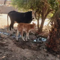 گاو   وگوساله ماده