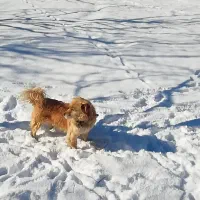 واگذاری سگ پا کوتاه نر|سگ|سقز, |دیوار