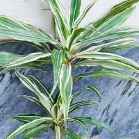 گلهای آپارتمانی/حراج|گل و گیاه طبیعی|لاهیجان, گلستان|دیوار