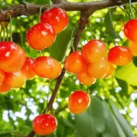 پیش فروش نهال گیلاس صورتی